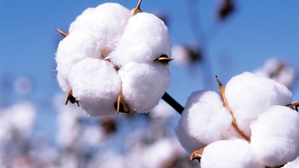 Vải cotton là gì? Các loại vải cotton sử dụng trong áo đồng phục